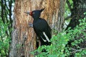 Magellanic Woodpecker (Campephilus magellanicus) Weibchen