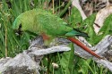 Austral Parakeet (Enicognathus ferrugineus)