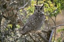 Magellanic Horned Owl (Bubo magellanicus)
