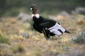 Andean Condor (Vultur gryphus) male