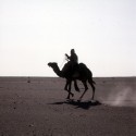 Algerien, Sahara,Targi mit Kamel auf dem Weg zur Oase Djanet