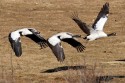 0F7A4984NNBlackneckedCraneGrusnigricollisflyingPhobjikhavalleyBhutan