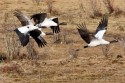 0F7A4998NNBlackneckedCraneGrusnigricollisflyingPhobjikhavalleyBhutan