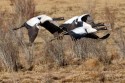 0F7A5005NNBlackneckedCraneGrusnigricollisflyingPhobjikhavalleyBhutan