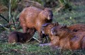 0134800BrasilienPantanalCapybaraHydrochoerushydrochoeruscubsuckling