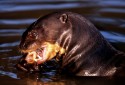 0294800BrasilienPantanalRiesenotterGiantOtterPteronurabrasiliensisfeedingonPiranha