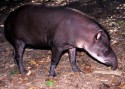 0374800Perutrop.RegenwaldManuNPBrazilienTapirTapirusterrestris