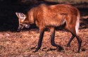 0404800BrasilienMatoGrossoMhnenwolfManedWolfChrysocyonbrachyurus