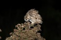 234IMG 7813NNStripedOwlPseudoscopsclamatorMatoGrossodoSul