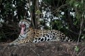 456IMG 0052NNJaguarPantheraoncaBrasilienPantanal