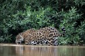 466IMG 0152NNJaguarPantheraoncatrinkendBrasilienPantanal