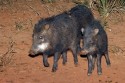 0F7A2513NNWeissbartPekariWhitelippedPeccaryTayassupecari