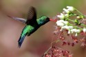 0F7A0717NNGlitteringbelliedEmeraldGoldbauchSmaragdkolibriChlorostilbonlucidus