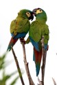 0F7A0797NNBluewingedMacawRotrckenaraPrimoliusmaracana