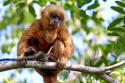 0F7A1795NNGoldkapuzinerBlondCapuchinSapajusflavius