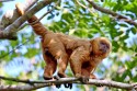 0F7A1815NNGoldkapuzinBlondCapuchinSapajusflavius