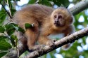 0F7A2244NNGoldkapuzinerBlondCapuchinSapajusflaviusjuvenile