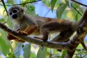 0F7A2397NNNacktohrTotenkopfaffeGoldenbackedSquirrelMonkeySaimiriustus