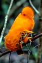0F7A2843NNGuyanaFelsenhahnGuianancockoftherockRupicolarupicola