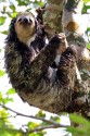 0F7A3457NNBraunkehlFaultierBrownthroatedSlothBradypusvariegatus