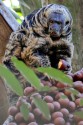 0F7A4551NN2MittermeiersTapajosSakiPitheciamittermeierifeedingonMauritiafelwuosa