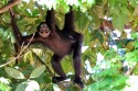 0F7A5351NNWeisswangenKlammeraffeWhitecheekedSpiderMonkeyAtelesmarginatus