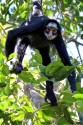 0F7A5854NNWeisswangenKlammeraffeWhitecheekedSpiderMonkeyAtelesmarginatus