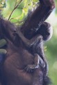 0F7A5994NNWeisswangenKlammeraffeWhitecheekedSpiderMonkeyAtelesmarginatuscubonmothersbody