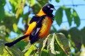 0F7A6788NNCampoTroupialIcterusjamaicaii