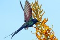 0F7A7200NNGabelschwanzKolibriSwallowtailedHummingbirdEupetomenamacrourofeedingonVochysiaelliptica