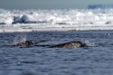 135redIMG 6884NNNarwhalMonodonmonocerusshowingtuskCanadianArcticnearBylotIsland