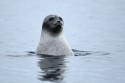 240redIMG 6712NNRingedSealRingelrobbePusahispidaCanadianArcticnearBylotIsland