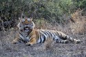 redAO0A8719NNTigerPantheratigrisIndienRanthamboremale