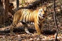 redAO0A8824NNTigerPantheratigrisIndienBandhavgarh