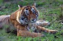 redIH7A8950NNTigerPantheratigrisIndienRanthambore