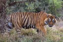 redIH7A8957NNTigerPantheratigrisIndienRanthambore