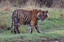 redIH7A8961NNTigerPantheratigrisIndienRanthambore