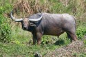 2121N4A7841NAsiaticWildBuffaloBubalusarnee