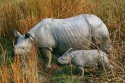 219IH7A6415NNGreaterOnehornedRhinocerosRhinocerosunicornismotherwithyoungKazirangaNP