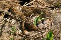 IH7A4509NTigerpythonIndianRockPythonPythonmolurus