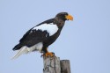 408redIH7A5901NSStellersSeaEagleHaliaeetuspelagicus