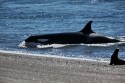 206IMG 6646NArgentinaValdesHalbinselOrcaOrcinusorca