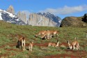 Chile, Guanaco (Lama guanicoe) vor Torres