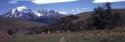 Chile, Guanaco am Torres del Paine Massiv