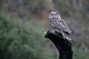014039redIMG 3229NChileTorresdelPaineNPMagellanicHornedOwlBubomagellanicus