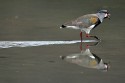 Lapwing (Vanellus chilensis)