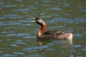 Great Grebe (Podiceps major)