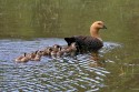 Upland Goose (Chloephaga picta)