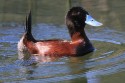 Ruddy Duck (Oxyura ferruginea)