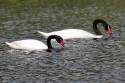 Blacknecked Swan (Cygnus melancoryphus)